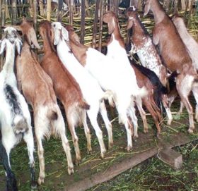 बाख्रापालनबाट मासिक एकलाख कमाइ