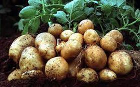 मुस्ताङको आलु खरिद गर्न व्यापारीको हानथाप