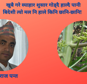 ब्यङग्य कविता : भाले मेवा