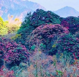 गुराँस फूल्यो बनैमा..