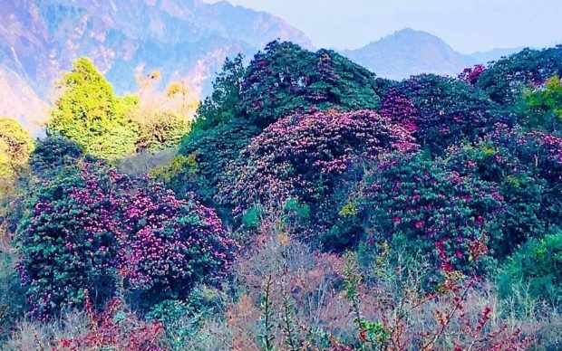 गुराँस फूल्यो बनैमा..