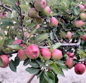 आहा ! क्या राम्रो मार्फाको स्याउ (फाेटाे फिचर)