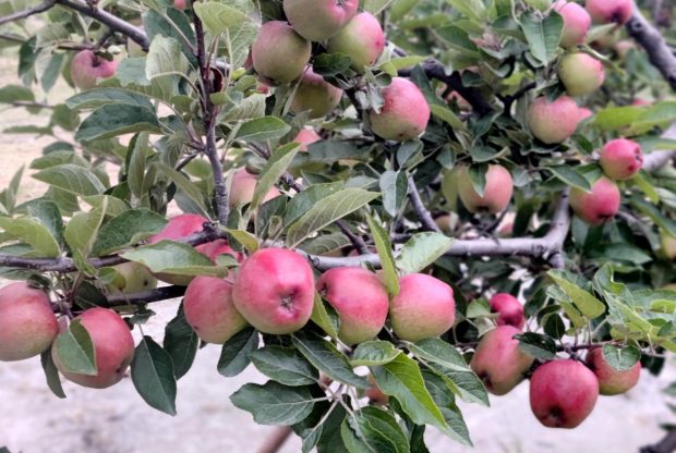 आहा ! क्या राम्रो मार्फाको स्याउ (फाेटाे फिचर)