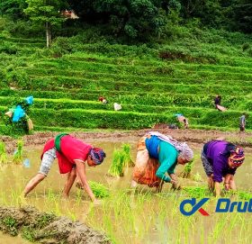 आज असार पन्ध्र