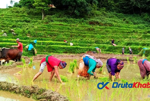 आज असार पन्ध्र