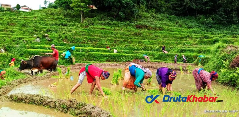 आज असार पन्ध्र