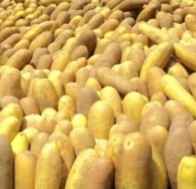 दुई करोडको काँक्राको बीउ नष्ट