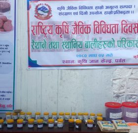 रैथाने बालीको संरक्षण र प्रबर्द्धन गर्दै कृषि ज्ञान केन्द्र पर्वत