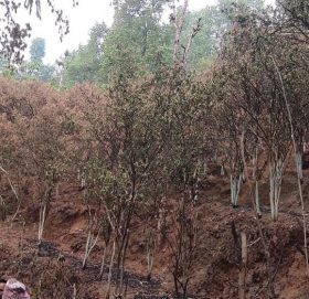 आगलागीले स्याङ्जामा सुन्तला बगैँचा ध्वस्त