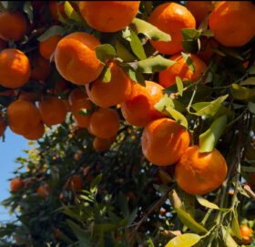 सुन्तलाको बजारिकरण गर्न सुन्तला महोत्सव