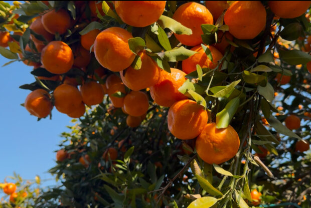 सुन्तलाको बजारिकरण गर्न सुन्तला महोत्सव