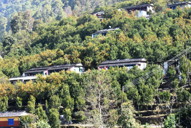 बासखर्कमा सुन्तला महोत्सव हुने