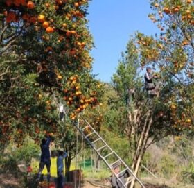 पर्वतमा ३० करोडको सुन्तला उत्पादन हुने आँकलन