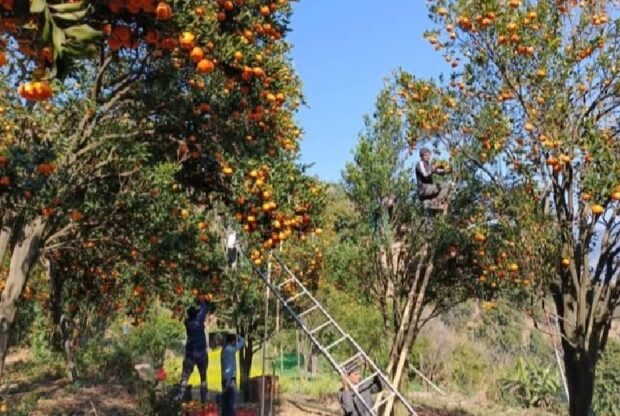 पर्वतमा ३० करोडको सुन्तला उत्पादन हुने आँकलन