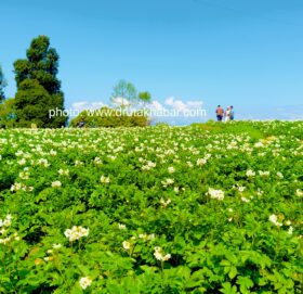 हल्जुरेको आलु खेती (फोटो फिचर)