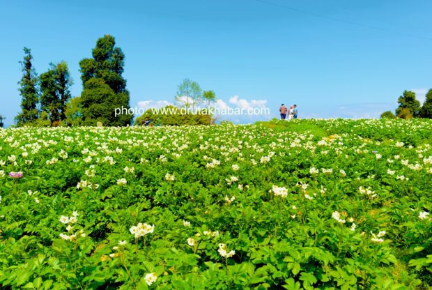 हल्जुरेको आलु खेती (फोटो फिचर)